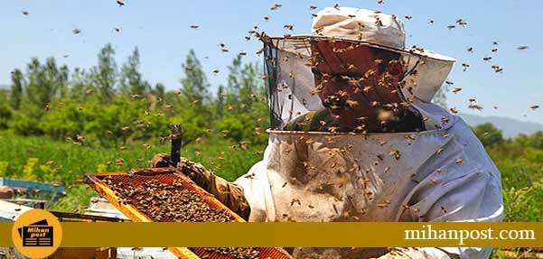 امواج تلفن همراه زنبور عسل