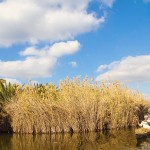 سفری به طبیعت زیبای تالاب شادگان «ونیز دیدنی ایران» + عکس 23 634431351824755387