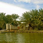 سفری به طبیعت زیبای تالاب شادگان «ونیز دیدنی ایران» + عکس 31 ShowImage.aspx