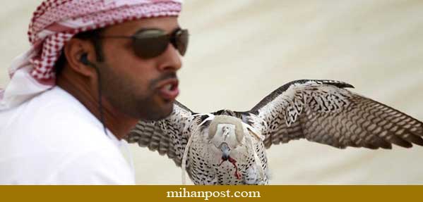 عقاب شکارچي عرب