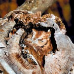 owl camouflage disguise 1