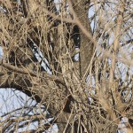 owl camouflage disguise 10