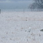 owl camouflage disguise 11