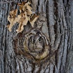 owl camouflage disguise 13