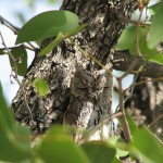 owl camouflage disguise 14