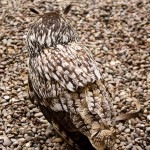 owl camouflage disguise 15