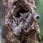 owl camouflage disguise 25