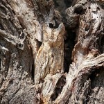 owl camouflage disguise 26