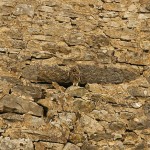 owl camouflage disguise 4