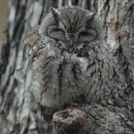 owl camouflage disguise 7