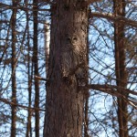 owl camouflage disguise 9