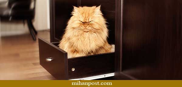 گربه ایرانی گارفیلد1
