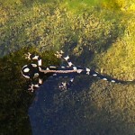 931007 samandar shimbar 3