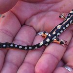 931007 samandar shimbar 4