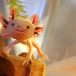 axolotl