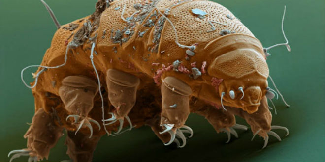 موجودات میکروسکوپی Tardigrade