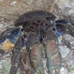 جزئیات جدیدی از خرچنگ غولپیکر هاوایی + عکس 9 1 212