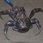 جزئیات جدیدی از خرچنگ غولپیکر هاوایی + عکس 8 1 412