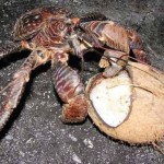 جزئیات جدیدی از خرچنگ غولپیکر هاوایی + عکس 6 1 59