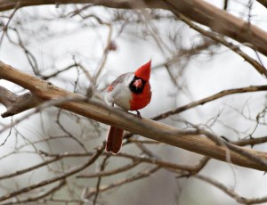 پرنده ای جالب که نیمی ماده و نیمی نر است