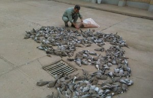 کشتار بی رحمانه 552 کبوتر وحشی در شوشتر