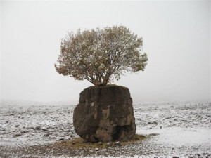مروارید سبز ارسنجان ، عجیب ترین درخت ایران