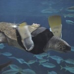 همزیستی با حیوانات معلول با ساخت پروتزهای حیوانی + عکس 25 2013 02 15T122604Z 1565762636 GM1E92F1IXO01 RTRMADP 3 JAPAN TURTLE