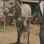 همزیستی با حیوانات معلول با ساخت پروتزهای حیوانی + عکس 48 21417967 BG1