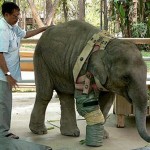 همزیستی با حیوانات معلول با ساخت پروتزهای حیوانی + عکس 17 431 mocha