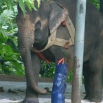 همزیستی با حیوانات معلول با ساخت پروتزهای حیوانی + عکس 15 431motala