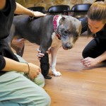 همزیستی با حیوانات معلول با ساخت پروتزهای حیوانی + عکس 45 79092903