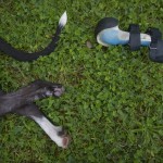 همزیستی با حیوانات معلول با ساخت پروتزهای حیوانی + عکس 41 EP 131029601