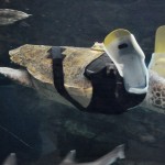 همزیستی با حیوانات معلول با ساخت پروتزهای حیوانی + عکس 22 RTR3DTP4 as Smart Object 1 copy