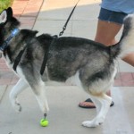 همزیستی با حیوانات معلول با ساخت پروتزهای حیوانی + عکس 44 Zeus walking 3 months 425mk092311