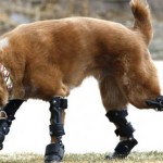 همزیستی با حیوانات معلول با ساخت پروتزهای حیوانی + عکس 40 bionicdog