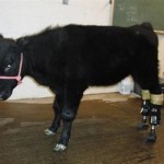 همزیستی با حیوانات معلول با ساخت پروتزهای حیوانی + عکس 49 calf