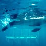 همزیستی با حیوانات معلول با ساخت پروتزهای حیوانی + عکس 29 dolphin tale 425mk092311