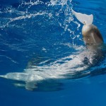 همزیستی با حیوانات معلول با ساخت پروتزهای حیوانی + عکس 28 dolphin 7