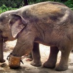 همزیستی با حیوانات معلول با ساخت پروتزهای حیوانی + عکس 16 elephant 0