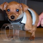 همزیستی با حیوانات معلول با ساخت پروتزهای حیوانی + عکس 42 foto1