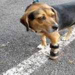 همزیستی با حیوانات معلول با ساخت پروتزهای حیوانی + عکس 38 foto11