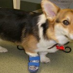 همزیستی با حیوانات معلول با ساخت پروتزهای حیوانی + عکس 37 foto7