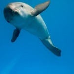 همزیستی با حیوانات معلول با ساخت پروتزهای حیوانی + عکس 30 introslide 50