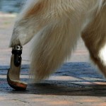 همزیستی با حیوانات معلول با ساخت پروتزهای حیوانی + عکس 39 miracle dogs show off false limbs