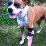 همزیستی با حیوانات معلول با ساخت پروتزهای حیوانی + عکس 34 photo3