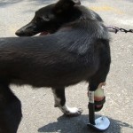 همزیستی با حیوانات معلول با ساخت پروتزهای حیوانی + عکس 35 prosthesis below elbow 13