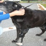 همزیستی با حیوانات معلول با ساخت پروتزهای حیوانی + عکس 36 prosthesis below elbow 22