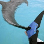 همزیستی با حیوانات معلول با ساخت پروتزهای حیوانی + عکس 31 sns animals with prosthetics pg 001