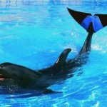 همزیستی با حیوانات معلول با ساخت پروتزهای حیوانی + عکس 27 sympathy with disableanimals zarblog 00110