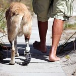 همزیستی با حیوانات معلول با ساخت پروتزهای حیوانی + عکس 43 sympathy with disableanimals zarblog 0013